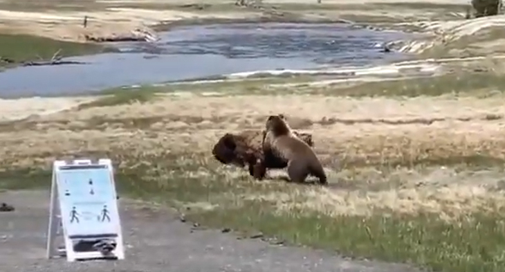 bisonte inseguito da un orso grizzly